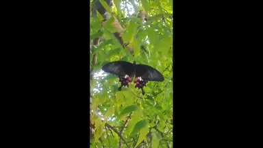 'Video thumbnail for You will be surprised to see a butterfly with two wings!'