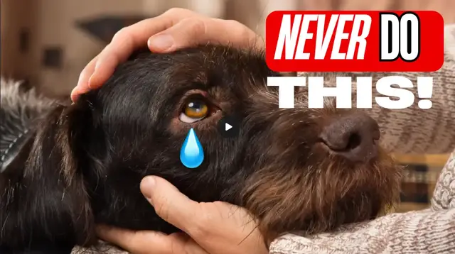 'Video thumbnail for 10 Things You Should Never Do to Your Dog'