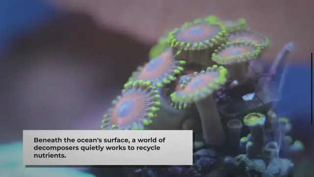 Video thumbnail for The Vital Role of Ocean Decomposers in the Food Web