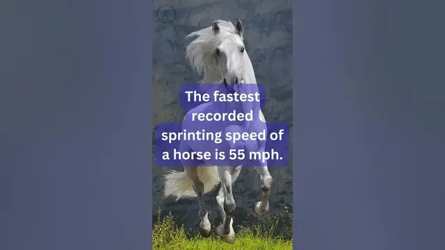 Video thumbnail for Fun Facts About Horses Things You Never Imagined #facts  #funfacts#horse #viral #shorts #games