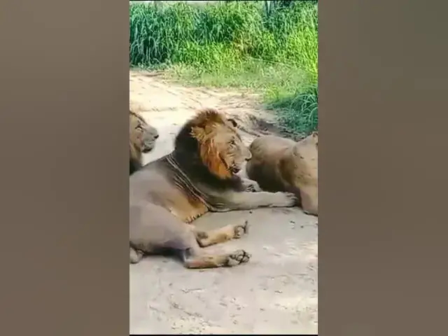 Video thumbnail for ## ඔයා බයවෙන් එපා අපි දෙන්නා  ඉන්නවනේ...## African lions ###sri lankan safaro