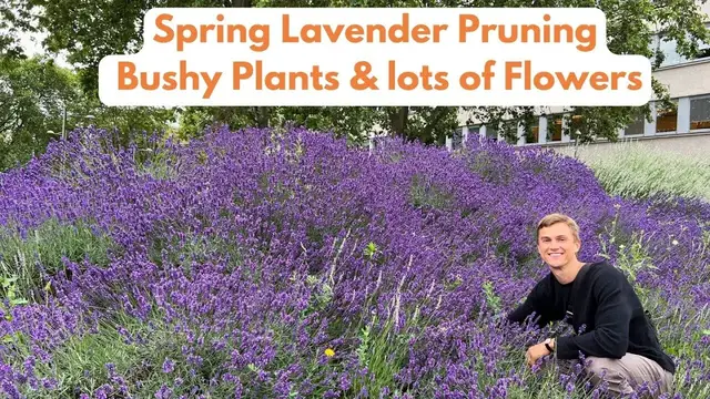 Video thumbnail for Pruning Lavender In Spring With Lavender Plant Care ! How To Prune Properly For Maximum Flowers