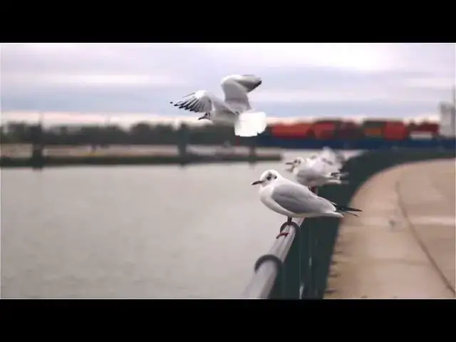 Video thumbnail for Birds HD