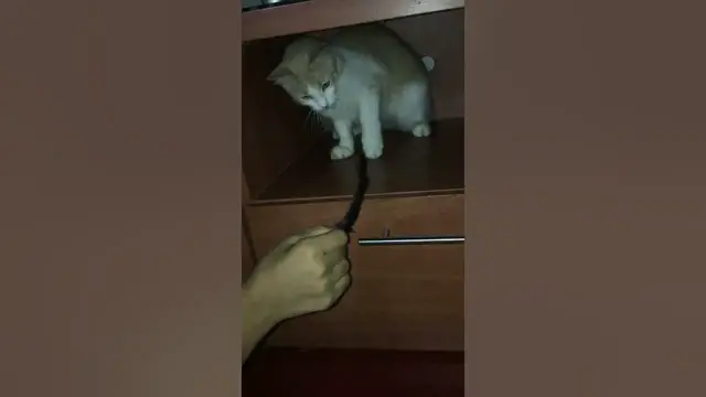 Video thumbnail for OMG So Cute Cats ♥ Best Funny Cat Videos 2021 #Short