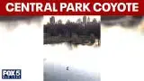 Video thumbnail for WATCH: Coyote seen walking across Central Park frozen pond