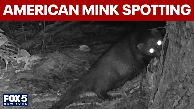 Video thumbnail for American mink spotted on Long Island for first time in decades