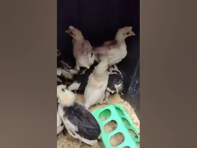 Video thumbnail for Mottled Houdan Baby Chicks Week 4 #Shorts