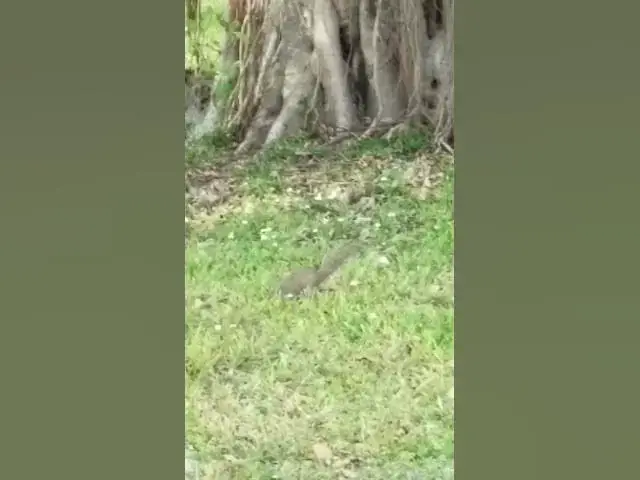 'Video thumbnail for Animals On Protected Land In The City'