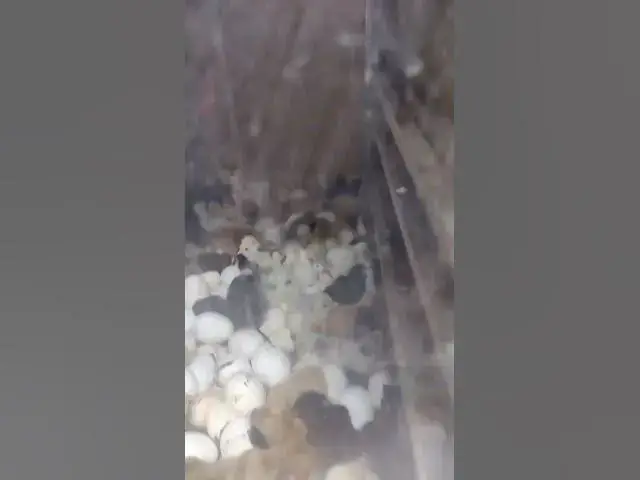 Video thumbnail for Lots of Baby Chicks #Shorts