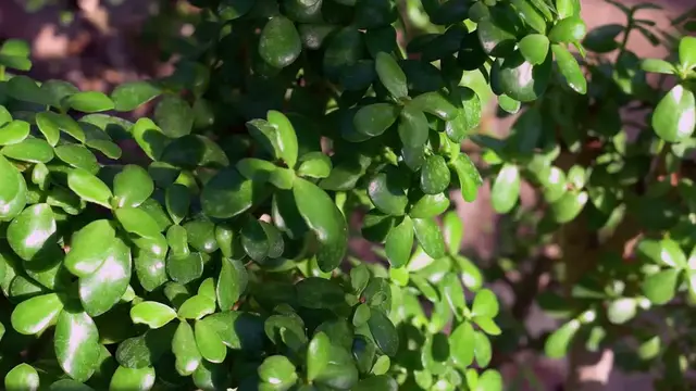 Video thumbnail for Jade Plant Pruning
