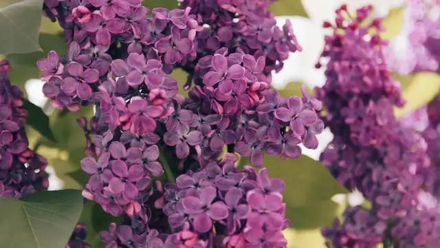 Video thumbnail for Fragrant Shrubs for Gardens