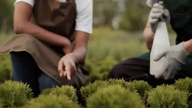 Video thumbnail for Junipers in Rock Gardens