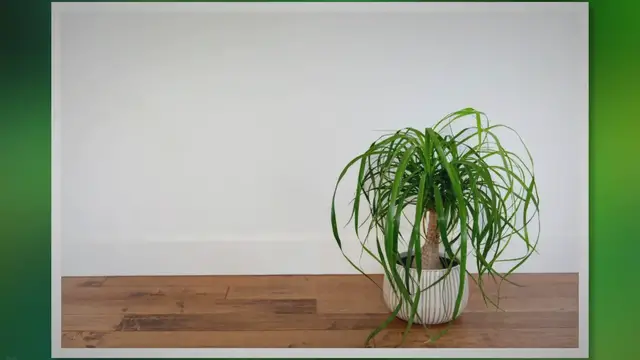 Video thumbnail for Ponytail Palm Care: A Comprehensive Guide for Indoor Plant Enthusiasts