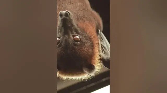 Video thumbnail for Is a flying fox actually a bat? #flyingfox