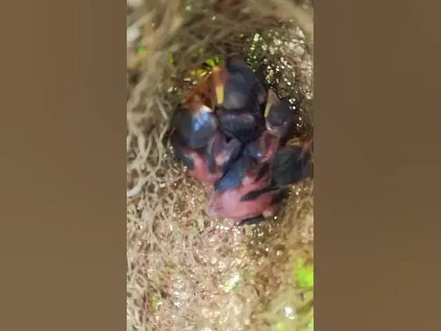 Video thumbnail for Sparrow grown Bird Baby in Nest  #nature #babybird #egg #birdslover #chicken #cute #babyanimal