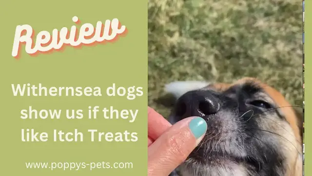 Video thumbnail for Tasting the Treats: Dogs Review ItchPet Tibits