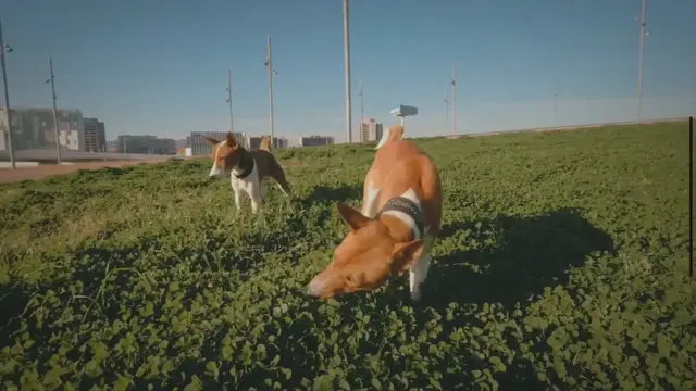 Video thumbnail for How do dogs show excitement through jumping?