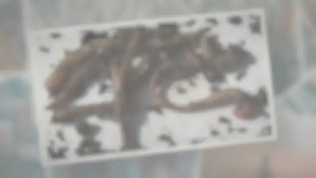 'Video thumbnail for What do Worms Eat?'