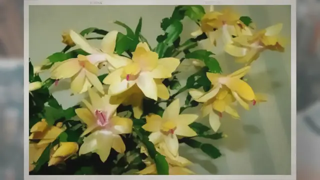 'Video thumbnail for Where to buy Yellow Christmas Cactus? Varieties, Care, Photos'