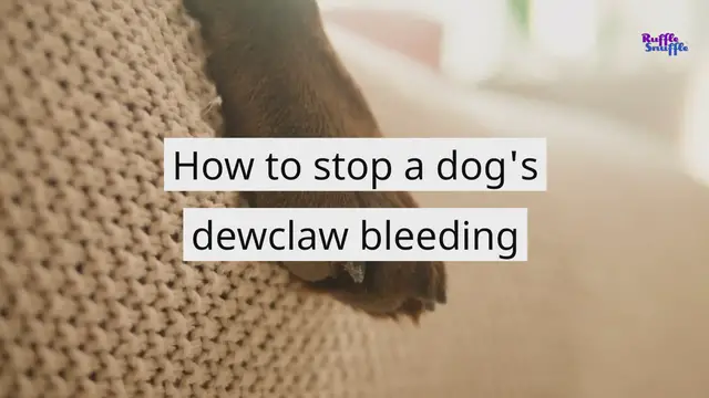 'Video thumbnail for How to stop a dog's dewclaw bleeding'