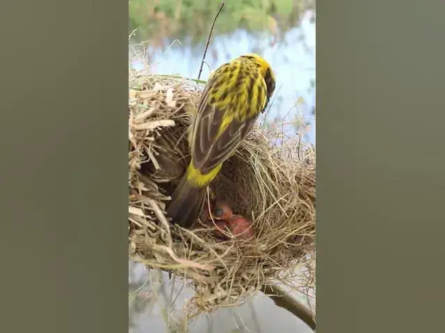 Video thumbnail for Yellow Bird Sparrow Making Nest birdslover #birdhome #birdnestandbaby  #nest #birds #birdnest