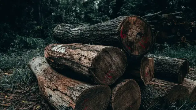 Video thumbnail for Major Strategies To Control Deforestation