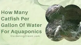 Video thumbnail for How Many Catfish Per Gallon Of Water For Aquaponics