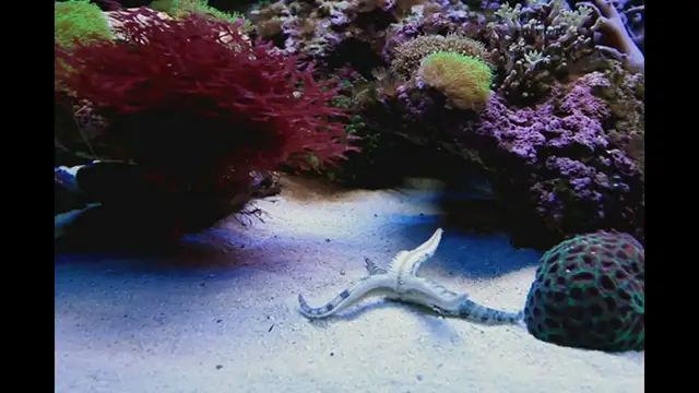 Video thumbnail for Sand sifting starfish