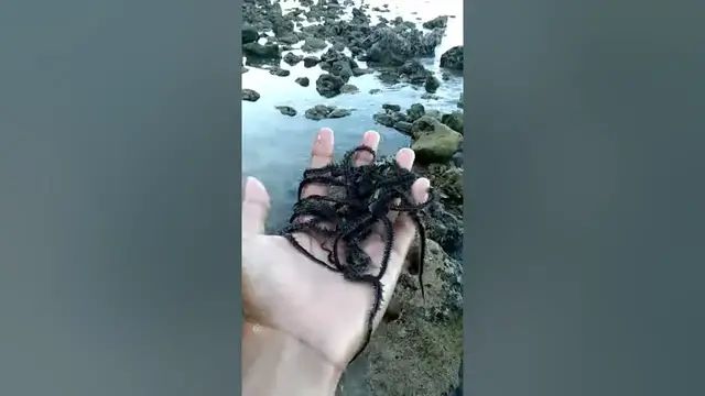 'Video thumbnail for Creepy Crawlers (Brittle Star) '