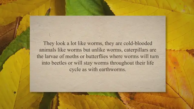 'Video thumbnail for What Do Caterpillars Eat?'