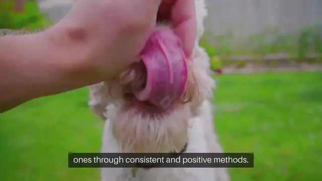 Video thumbnail for Training Pet Behavior