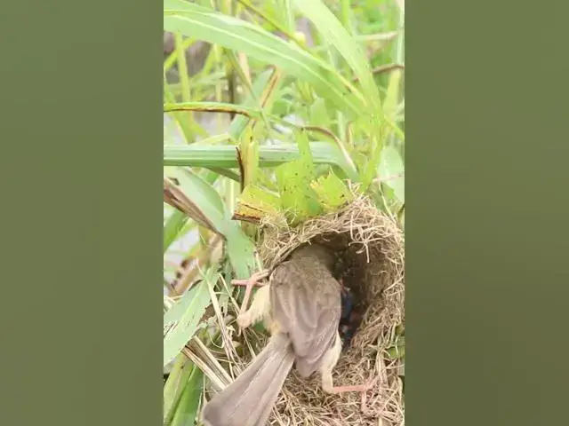Video thumbnail for Baby Golden Bird Feed #Female #Golden #Feed #Baby #Nest #Start #Results