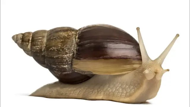 Video thumbnail for Giant African Snails as Pets: Pros & Cons