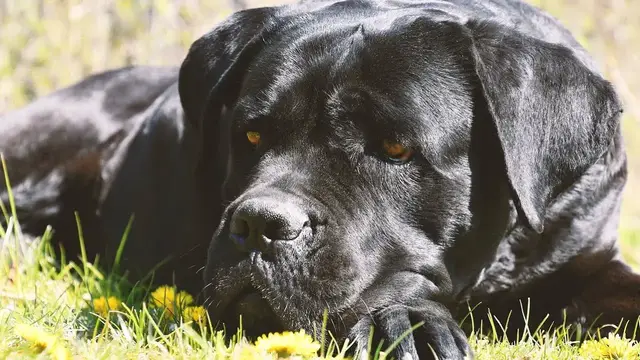 Video thumbnail for Cane Corso Dog Breed: Pros & Cons