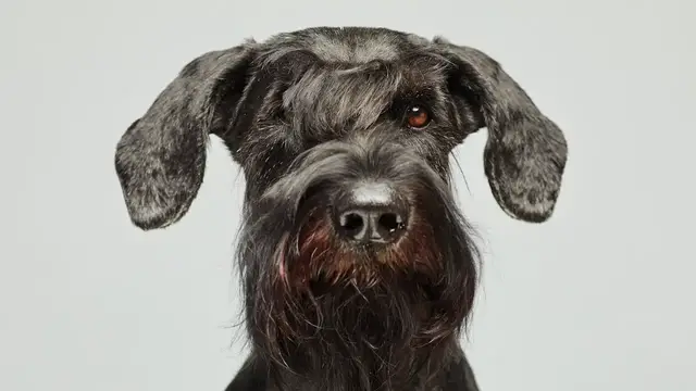 Video thumbnail for Standard Schnauzer Dog Breed: Pros & Cons