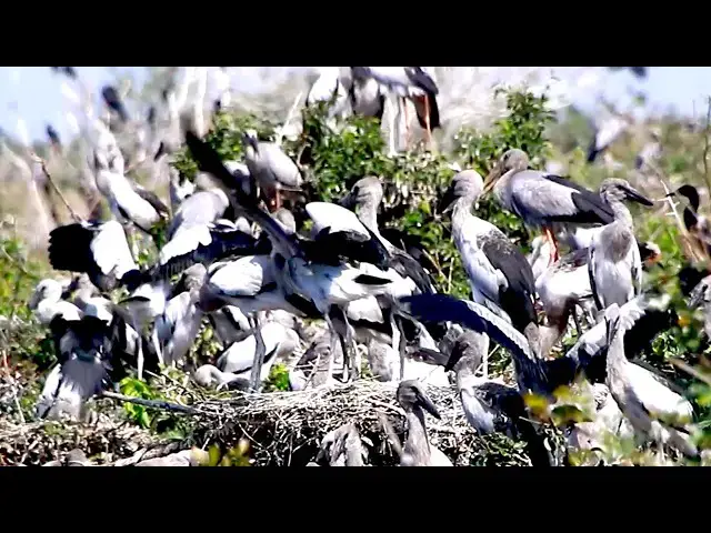 Video thumbnail for Amazing of lake - small  bird or gain bird life on nest ar Avean area zoo