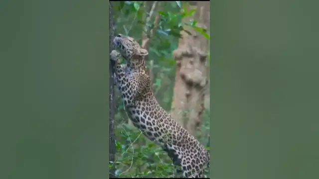 Video thumbnail for leopard marking his territory on a huge tree #shorts