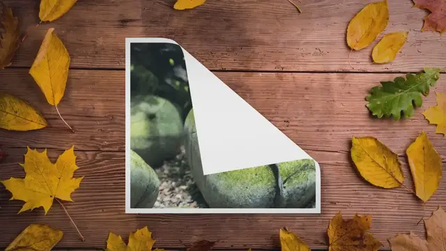 Video thumbnail for Bristlenose Pleco Care, Size, Tank, Lifespan & More