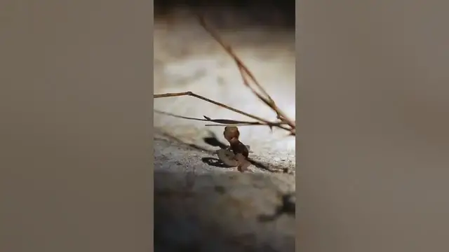 Video thumbnail for Rare tiny predator | යක් හුනා | Cyrtodactylus yakhuna #shorts