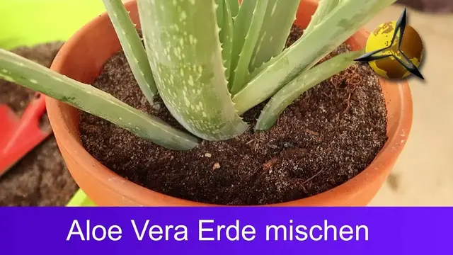 Video thumbnail for Aloe Vera Erde - Sukkulentenerde selber mischen