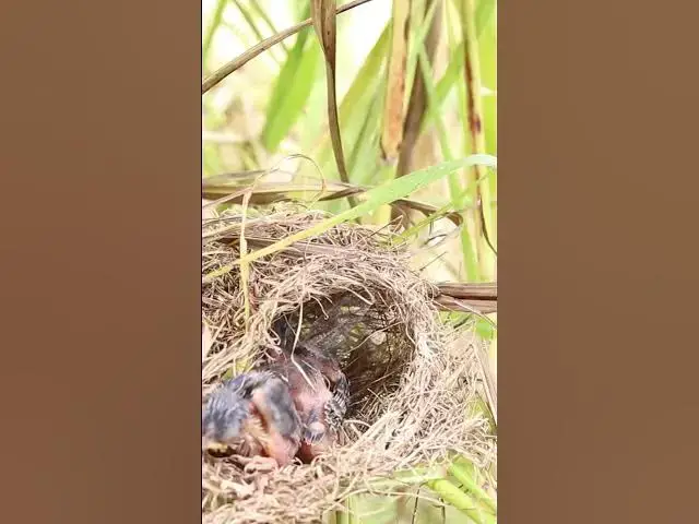 Video thumbnail for Cries Feed on nest  #bird #birds #birdnest #birdwatching #shortvideo