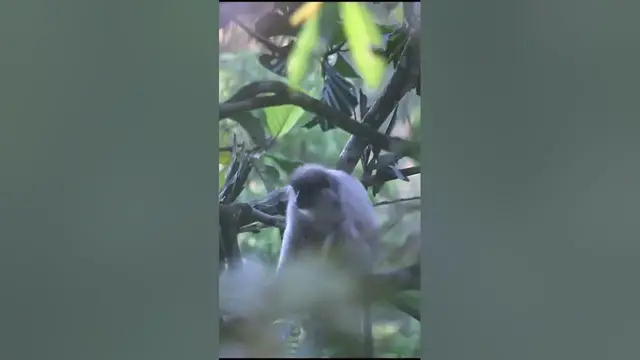 Video thumbnail for White Monkey / Purple faced leaf monkey  #shorts