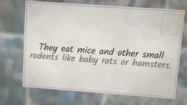 'Video thumbnail for Do Ferrets Smell Funny?'