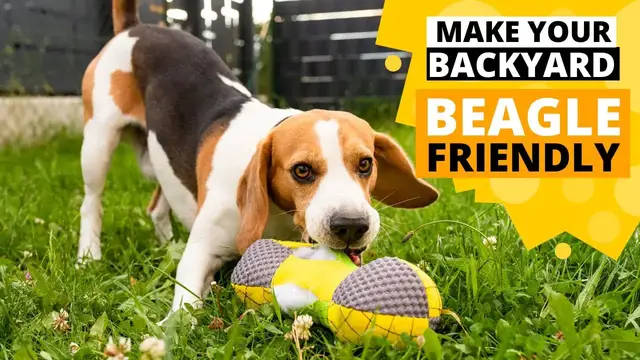Video thumbnail for How to Beagle Proof your Backyard?
