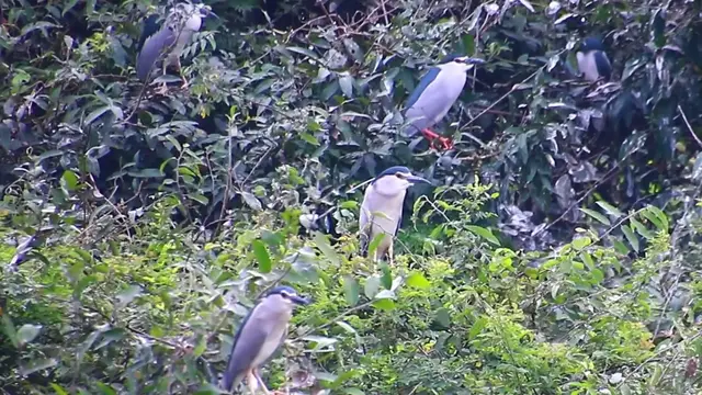 Video thumbnail for Unkhnow wild  bird