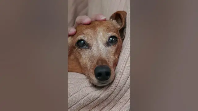 Video thumbnail for 3 Pros & Cons of Owning a Dachshund #shorts