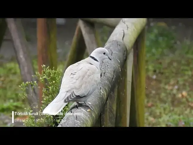 Video thumbnail for Tórtola turca (Streptopelia decaocto)
