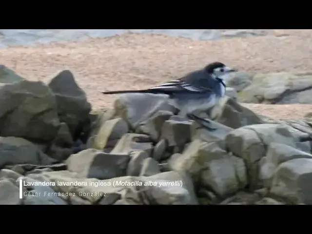 Video thumbnail for Lavandera enlutada (Motacilla alba yarrellii)
