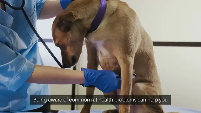 Video thumbnail for Rat Health Problems