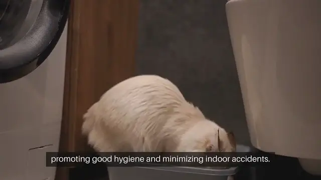Video thumbnail for Feline Litter Box Training